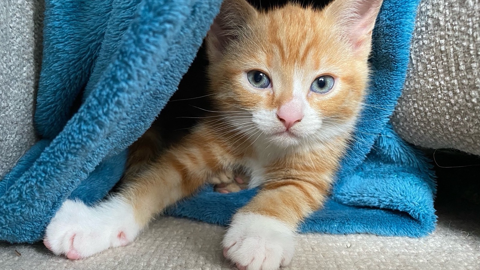 Cat rescued by Animal Rescue and Care